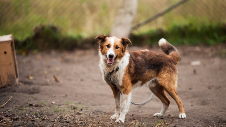 千万不要给狗狗吃这几种水果,这些水果千万别再给狗狗吃了