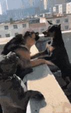 搞笑gif段子妹子你太皮了,搞笑gif段子妹子有点太淘气了