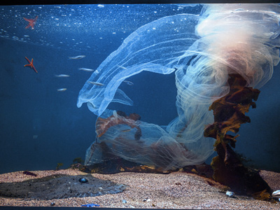 繁殖能力最强的虫子,什么鱼繁殖能力最强