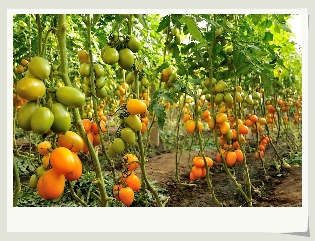 在农村做什么工作月收入上万,农村没有工作打工的怎么赚钱