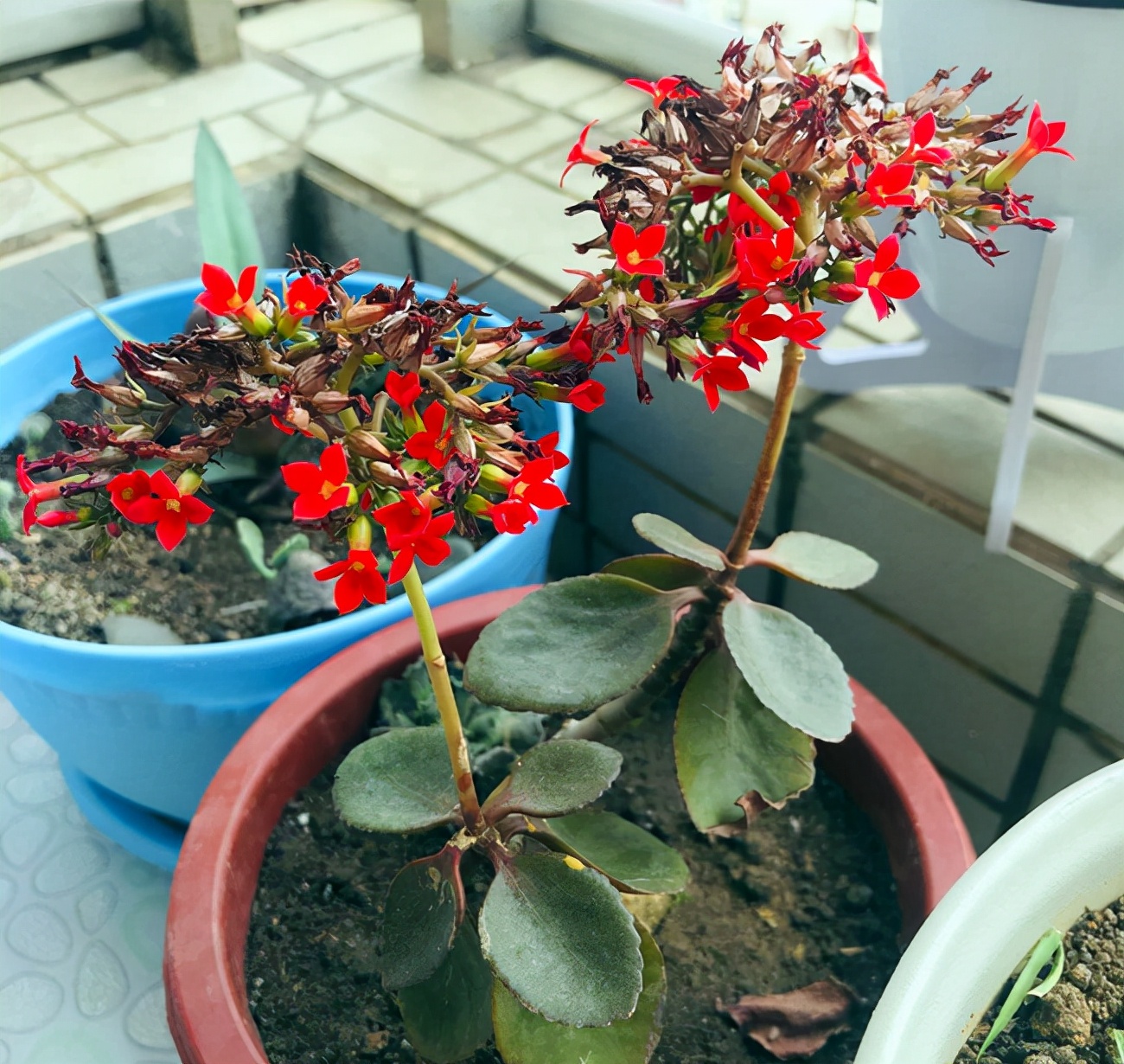 长寿花常见问题和解决方法,长寿花的常见病怎么治疗