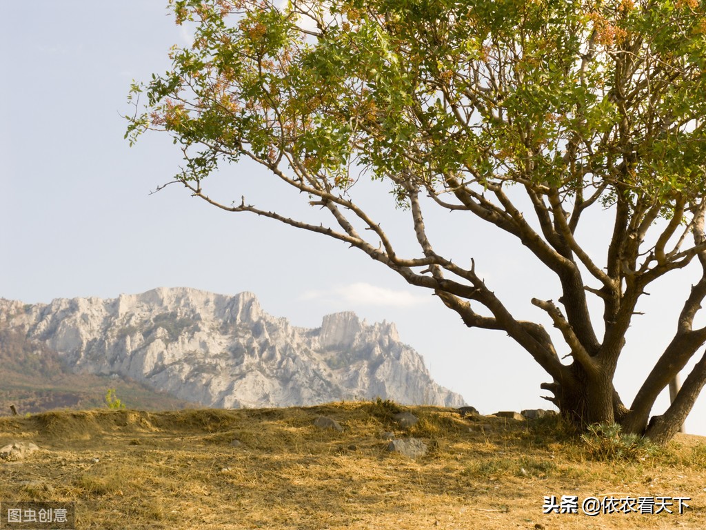 开心果在我国哪些地方可以种植,开心果50一斤