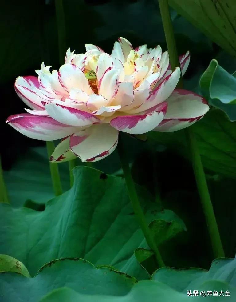 一至十二月的花期,12月到2月份的花期