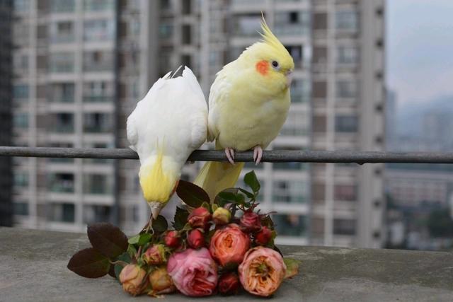 想养鸟不知道什么鸟好养,想养鹦鹉怎么办