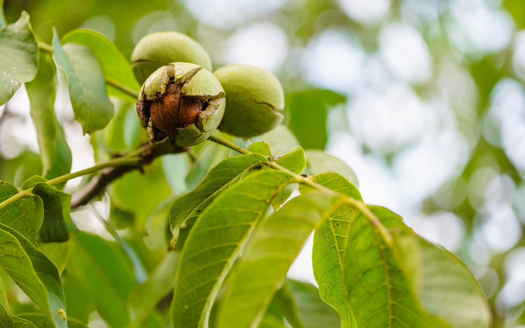 楸子核桃树种植育苗方法,核桃树插土里可以育苗吗