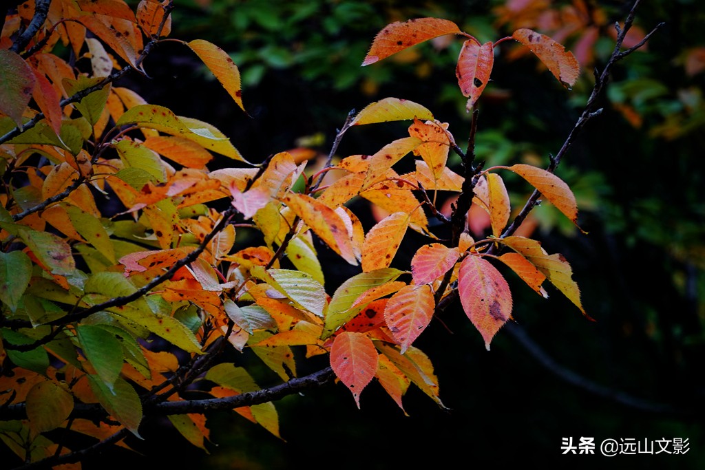 索尼黑卡二怎么拍,索尼黑卡2大光圈拍视频