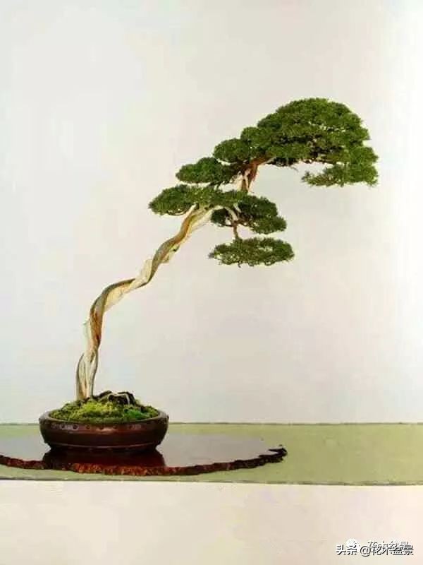 茶桌上养什么盆景植物,最好养的盆景植物推荐