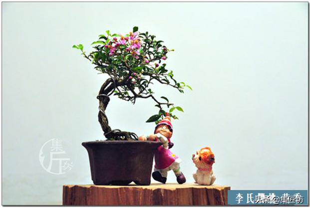 盆景李氏樱桃开花不结果,麻雀虽小五脏俱全小品