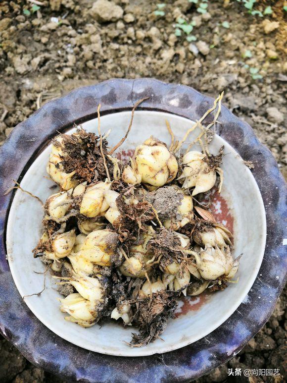 把百合种在花盆里能不能浇水,花无缺水溶肥种植百合
