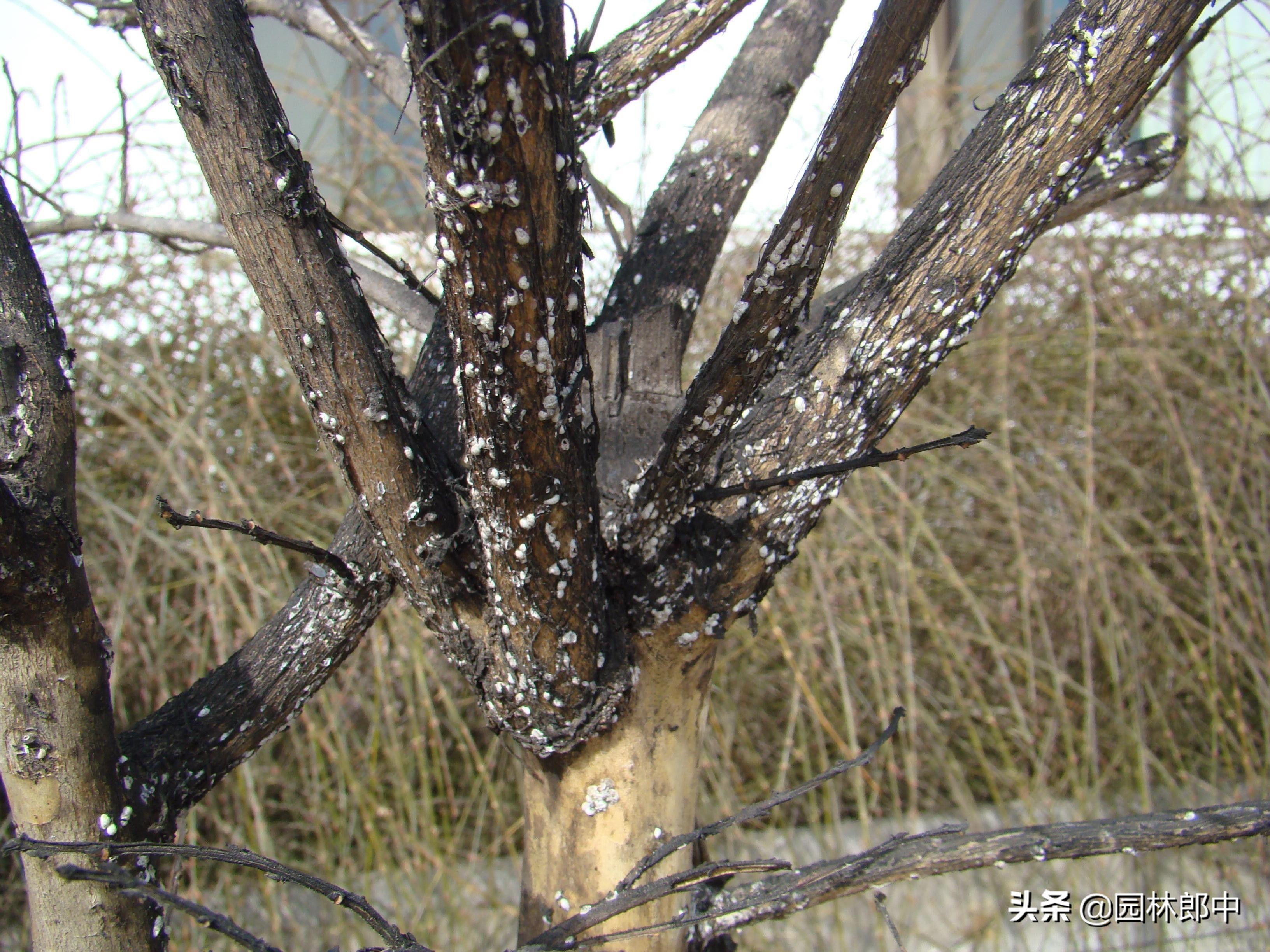 紫薇枝干上有许多小白点,手按一下还出现红色液体,怎么回事儿?