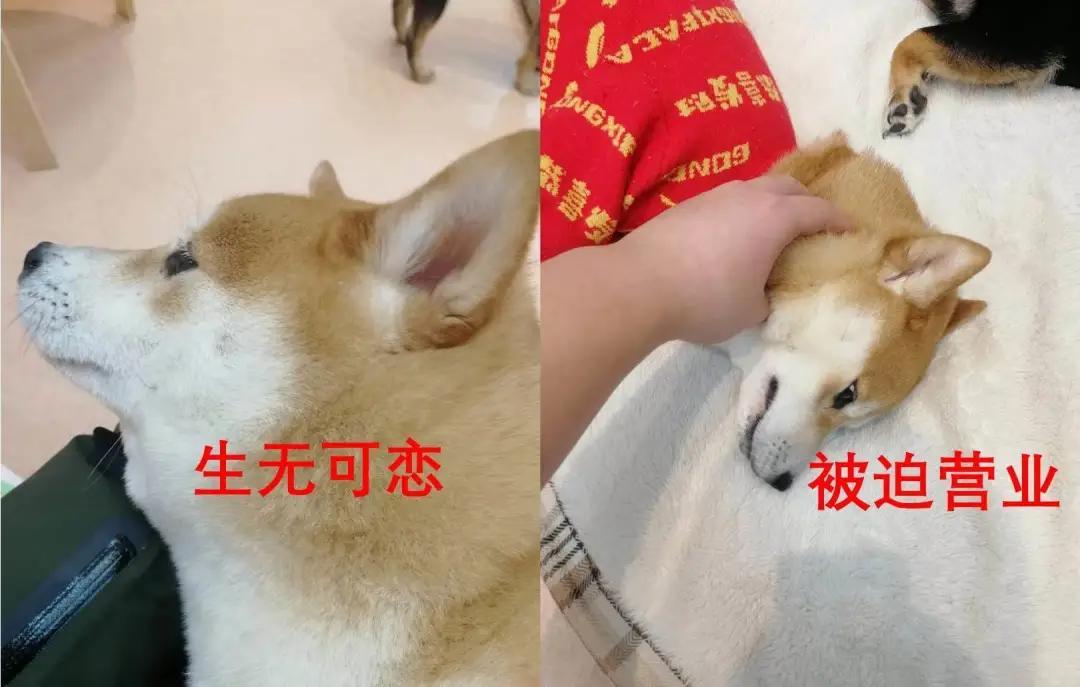 在三里屯体验网红狗咖｜求治愈遭狗子冷淡回应，顾客寥寥无几，我花89元看狗打架1小时