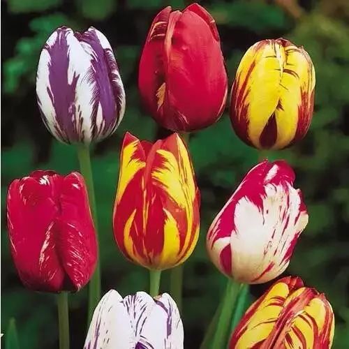 世界上最昂贵的花一朵价值1500万,世界上最高贵的花典雅图文