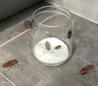 家里蟑螂多用哪种杀蟑办法,家中蟑螂怎么彻底消灭