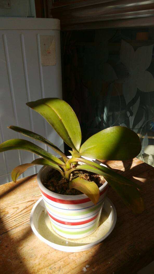 蝴蝶兰叶子发黄原因和处理方法,蝴蝶兰叶子发黄的处理方法