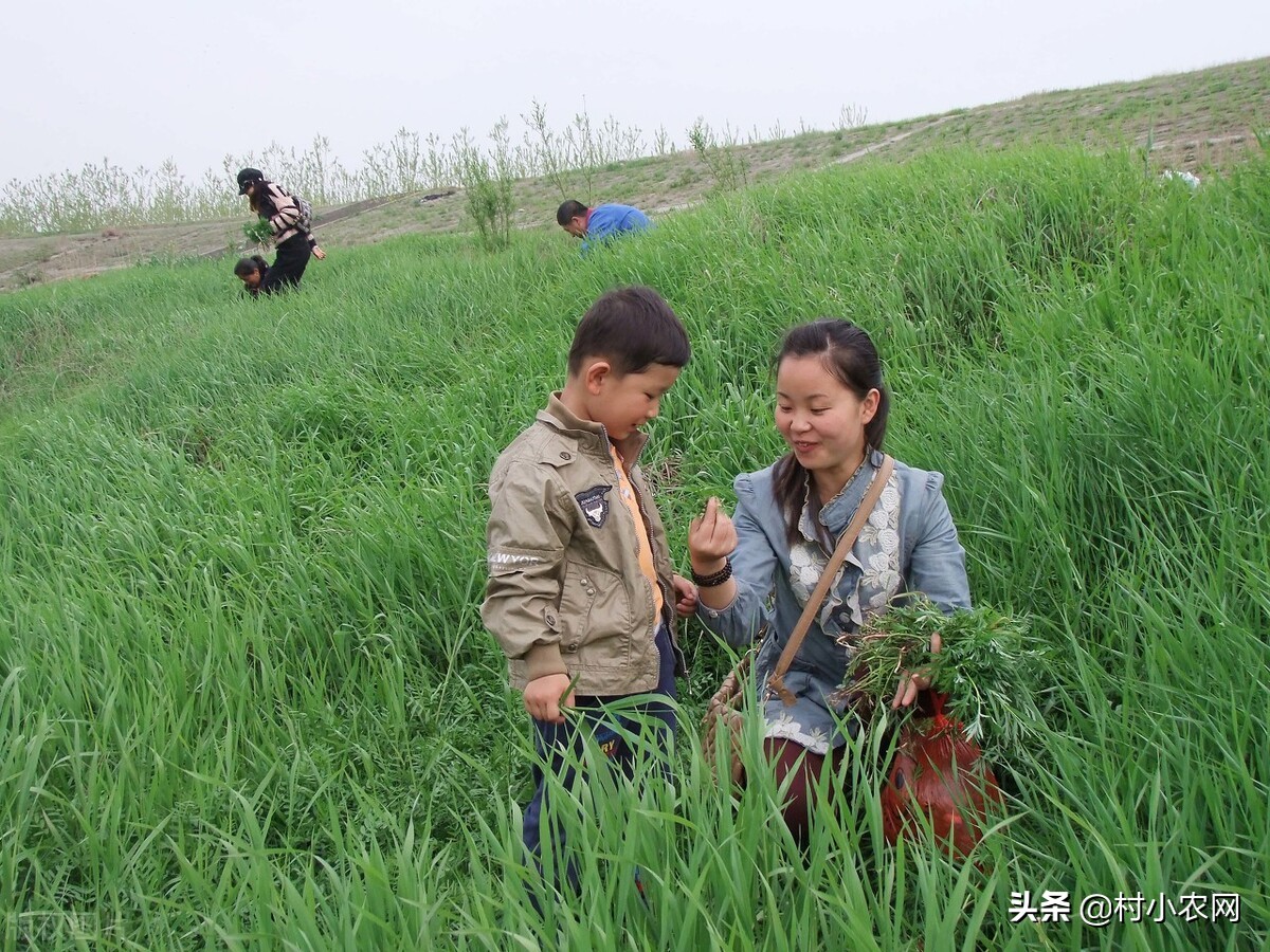 农村创业项目快速赚钱,新农村创业适合做的几个生意项目