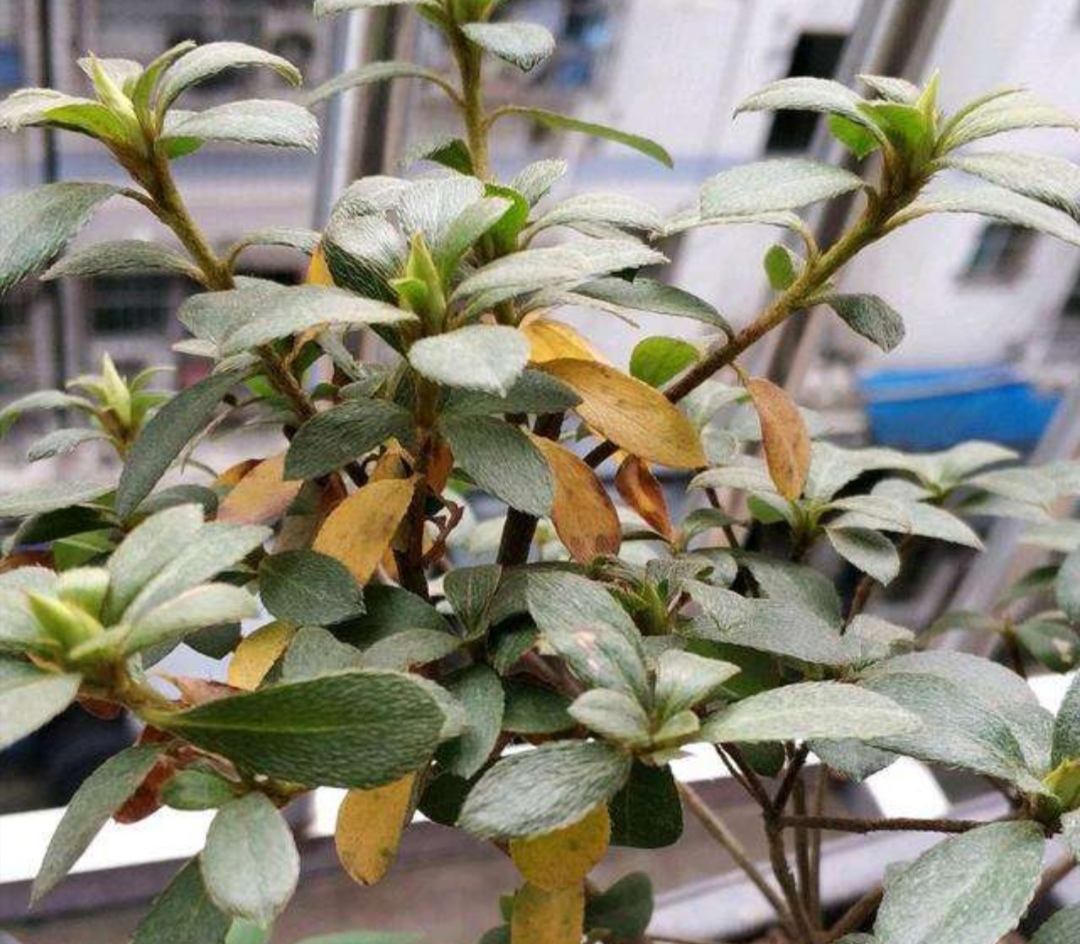 西洋杜鹃黄叶落叶怎么办,新收到的杜鹃花花蔫了怎么办