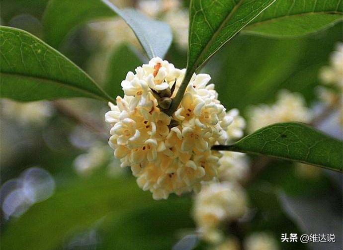 跨越万水千山寄来枇杷，止咳化痰事小，友谊地久天长事大