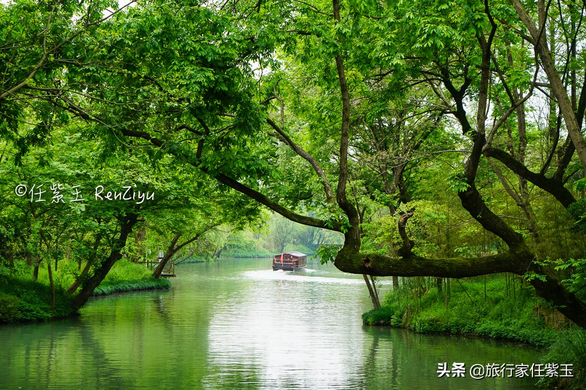 春天旅行首选杭州西溪湿地，绿色沁人心脾，中国十大魅力湿地之一