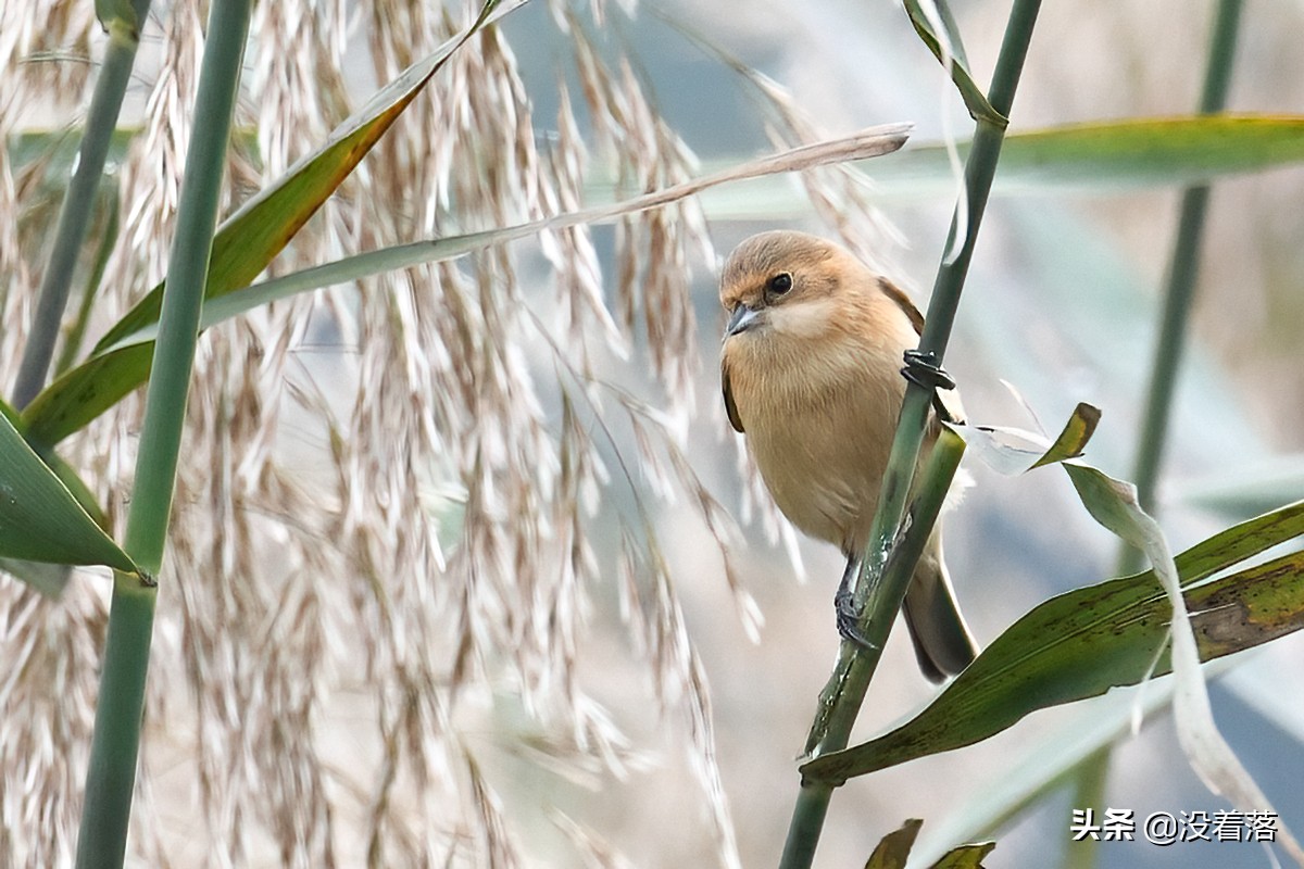 「10.13」北京沙河观鸟日记：收获长尾山椒鸟与中华攀雀