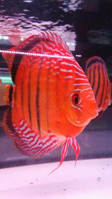 一句话说明观赏鱼的万病之源-鱼病主题直播问答笔记