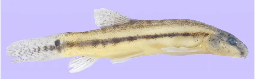 野生泥鳅品种图片大全大图,最大的泥鳅图片大全