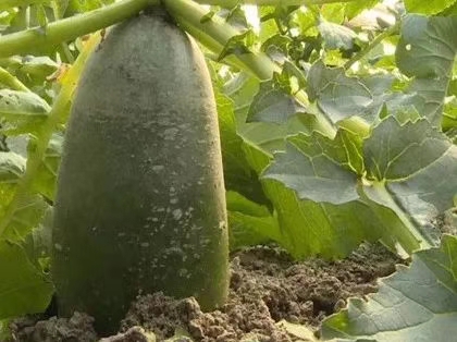 旅游中的回忆画,回忆生活照片的句子