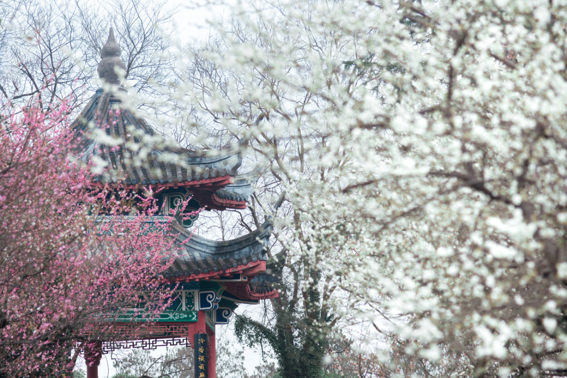 戴口罩的春节,戴口罩的冬天过去了