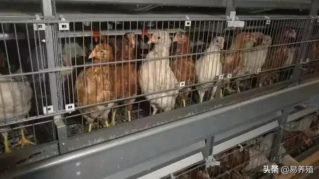 腺肌胃炎一招解决,鸡群腺肌胃炎高发如何有效应对