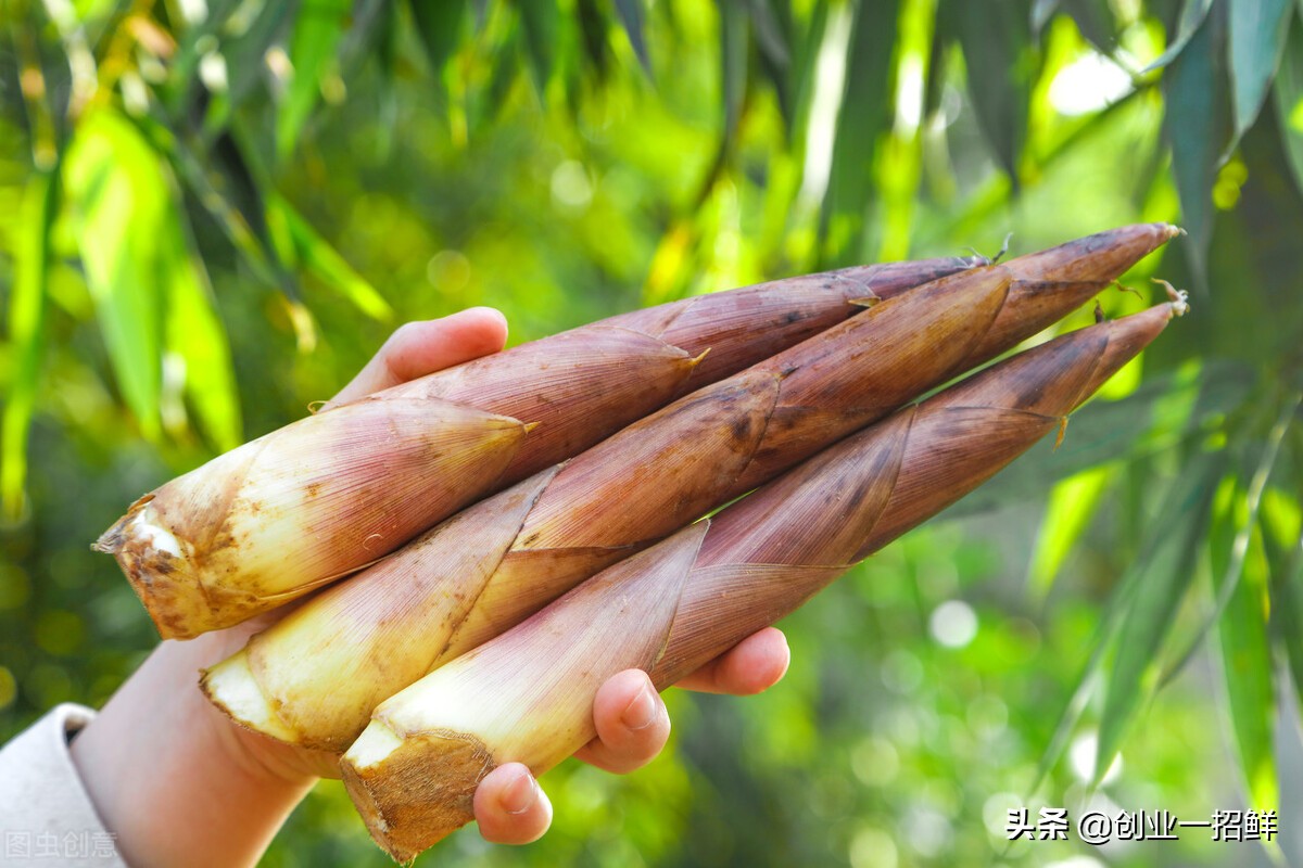 现在农村致富项目创业门路,最新小本创业致富项目