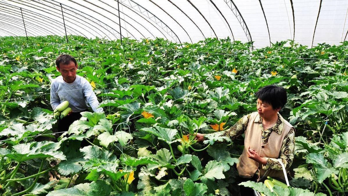 90后青年呆在农村干种植年赚200万,农村靠种植致富的案例