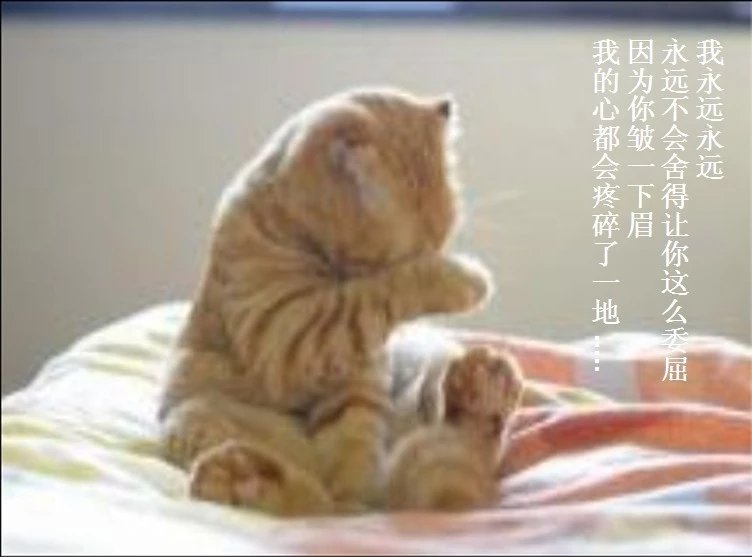 我只想说声爱你,只想再爱你一次