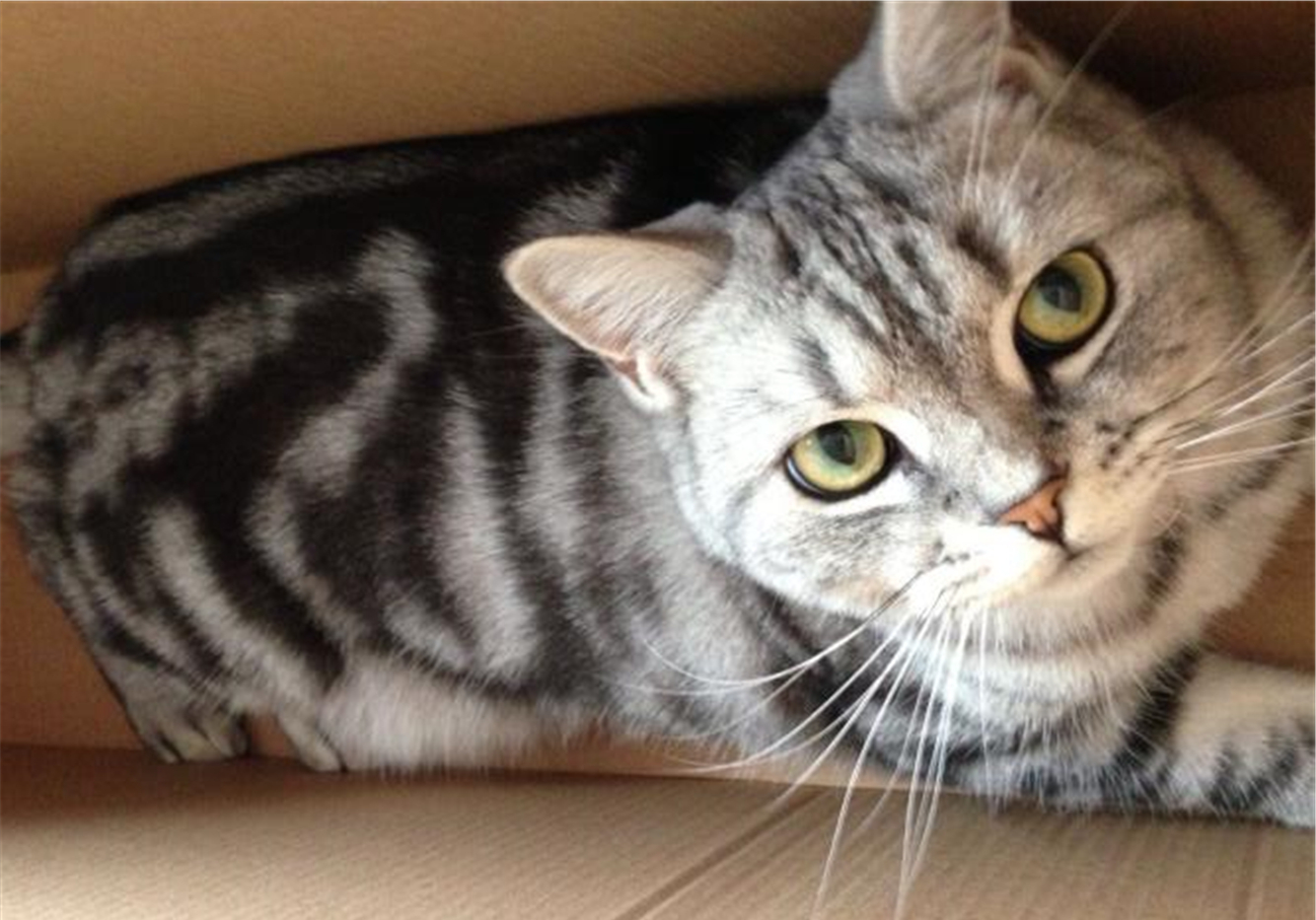 猫咪割双眼皮是什么原因,猫咪眼睑内翻必须手术吗