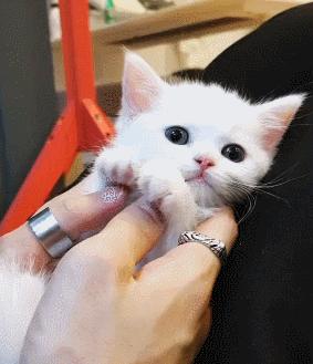 小奶猫的危害视频,小奶猫有什么危险