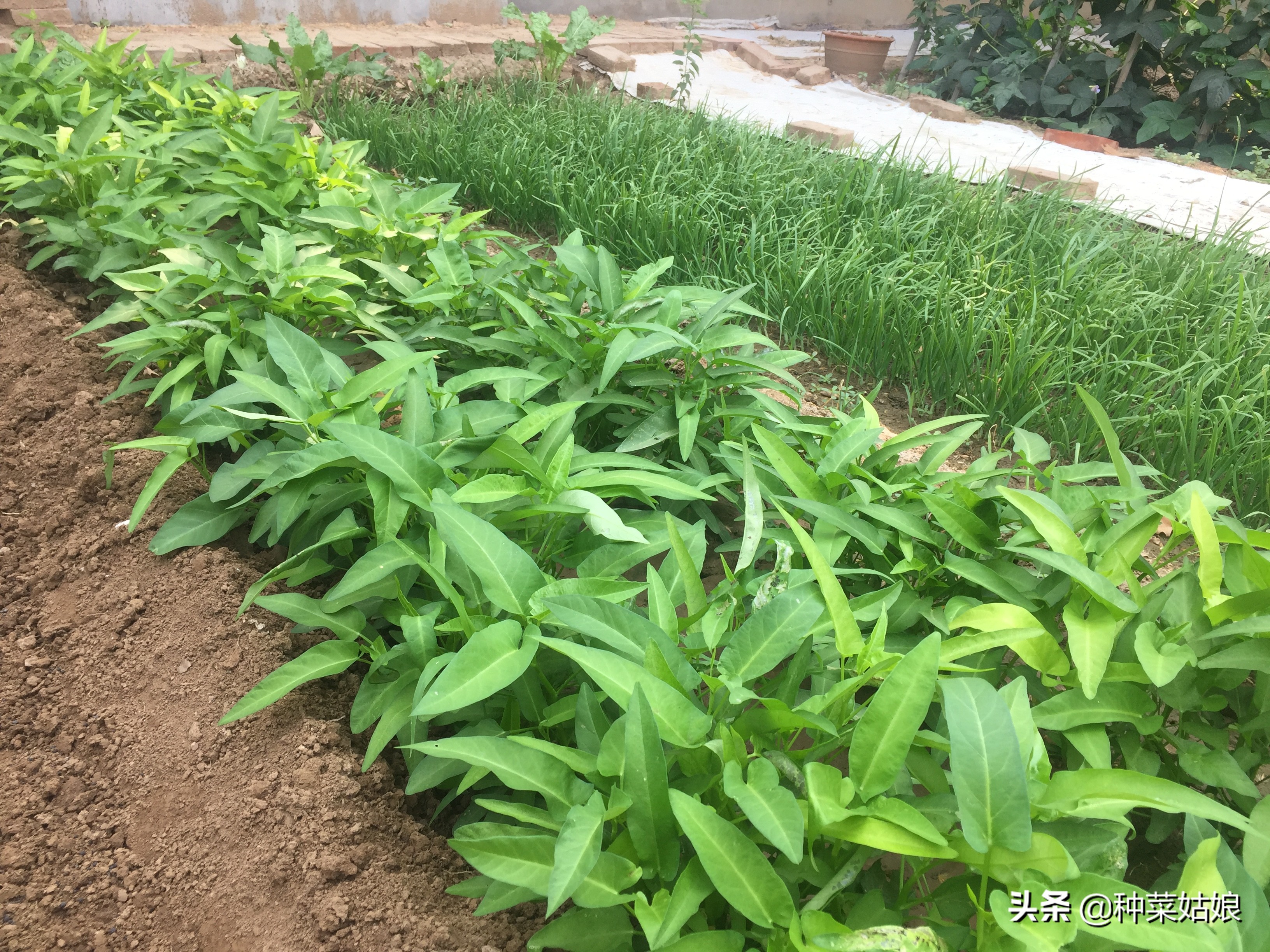 种植蔬菜长得慢怎么办,种植蔬菜技巧小妙招视频