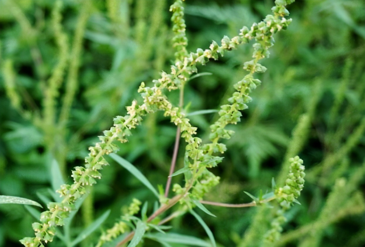 154只国际害虫!上海出现危险物种“森林葱蜗牛”玩具包裹问题大