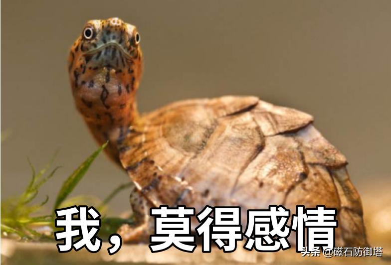 饲养箱爬虫,饲养箱乌龟