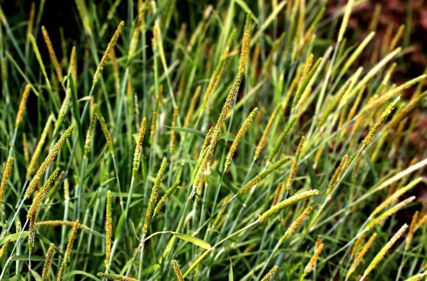 广东艾叶治脚气的特效药,专治脚气的草药是什么