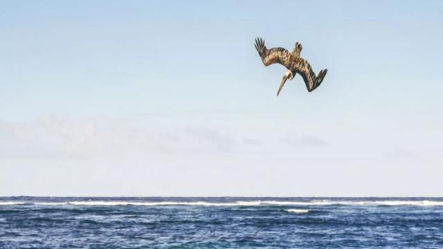 看起来威武霸气，其实比谁都嘴欠，带你了解鹈鹕的生活