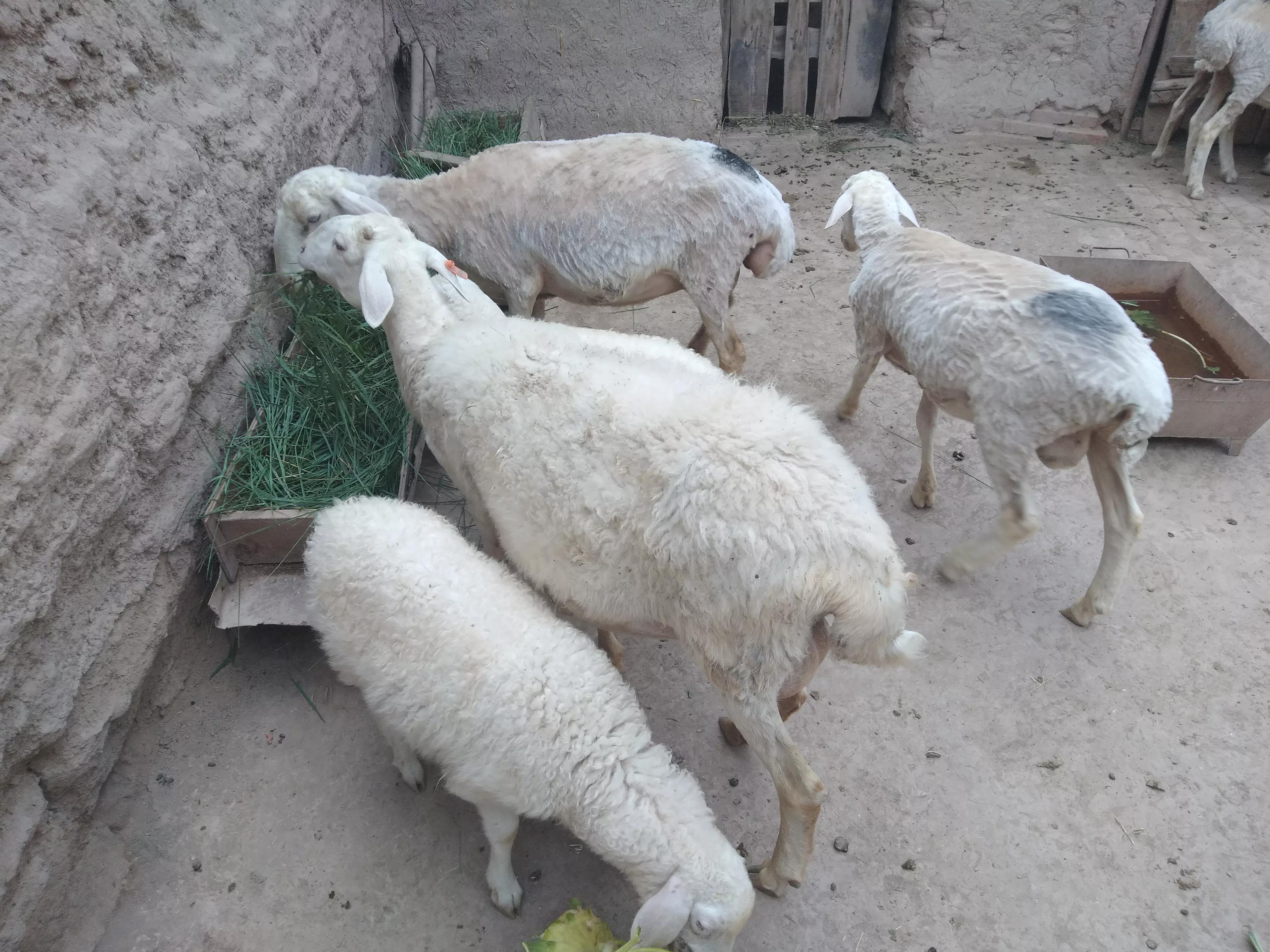 小尾寒羊为什么不建议养,纯种小尾寒羊如何饲喂