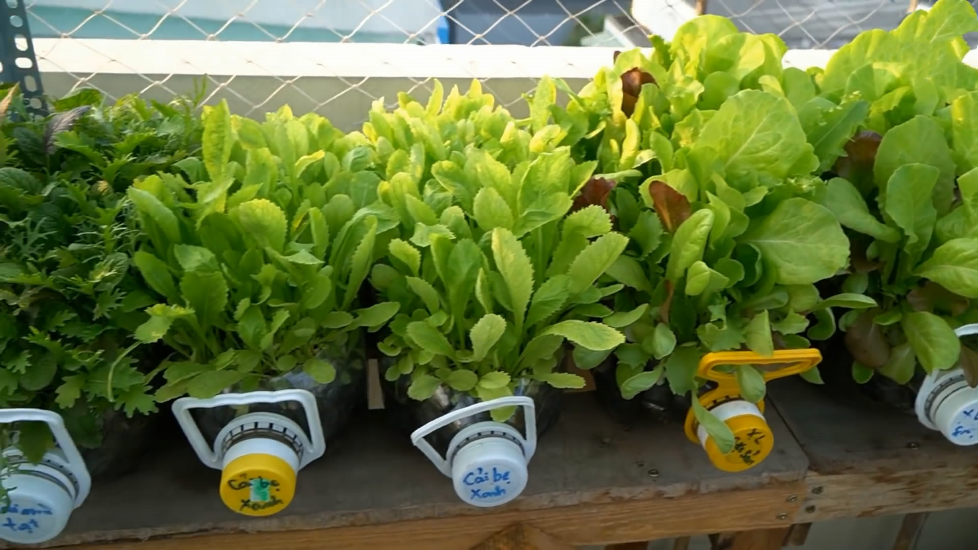 用完的油桶不要扔,废油桶种菜制作几种方法