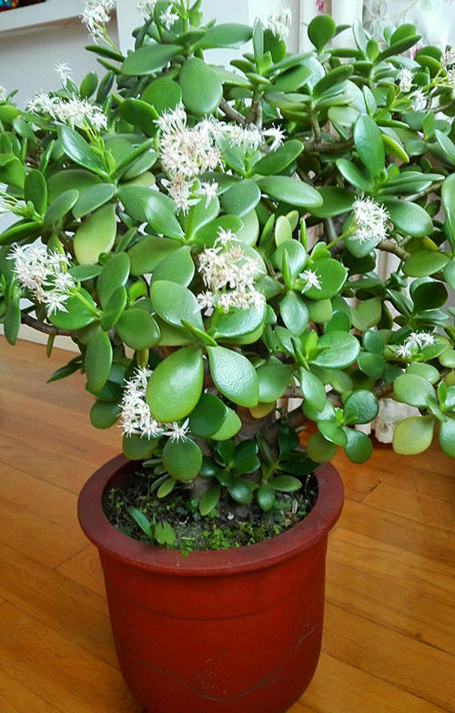 浇水过多死的植物,最容易浇死的6种花