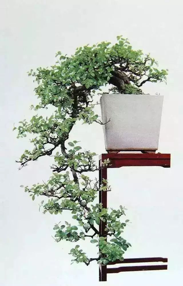 雀梅的习性,雀梅怎样认识