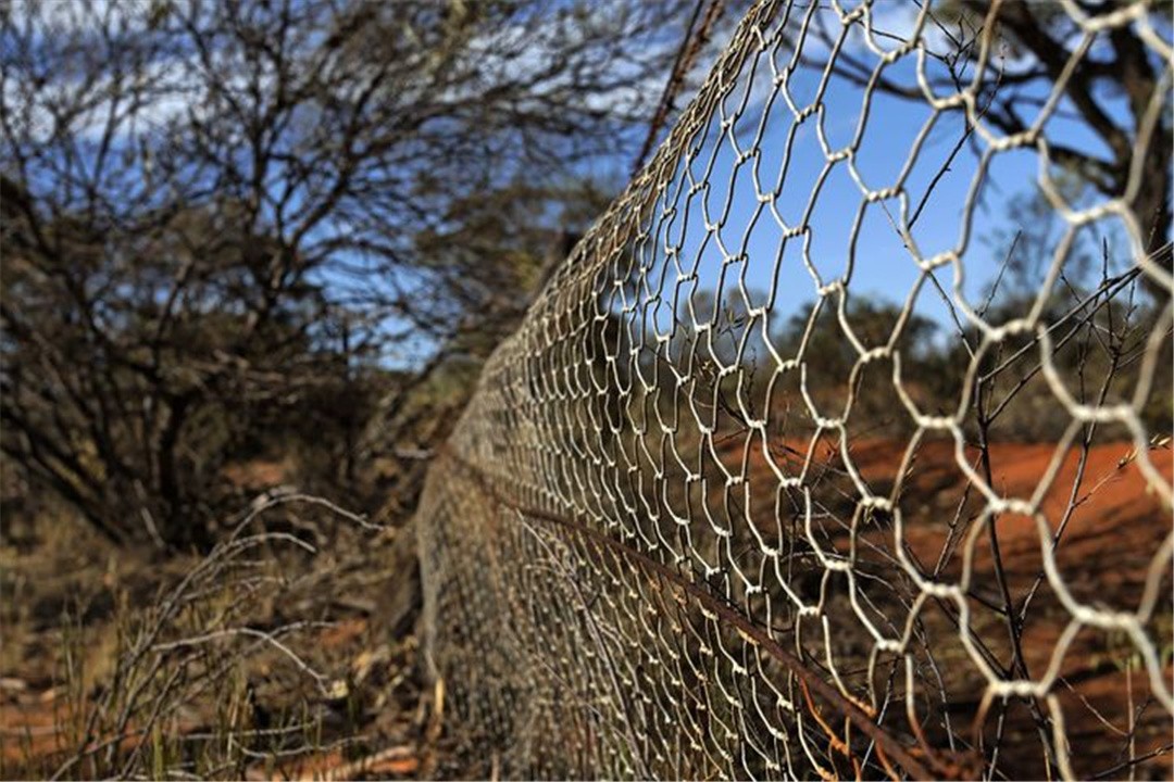 澳洲野兔泛滥成灾黑白视频,澳大利亚野兔繁衍成灾视频