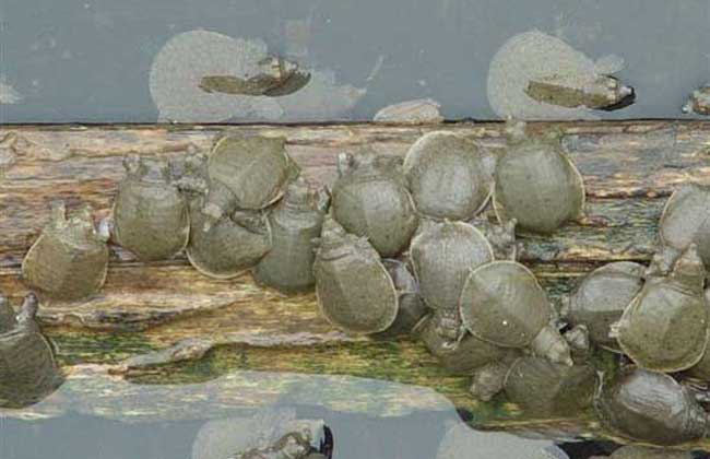 甲鱼养殖技术与养殖条件,甲鱼的养殖条件及饲养管理办法