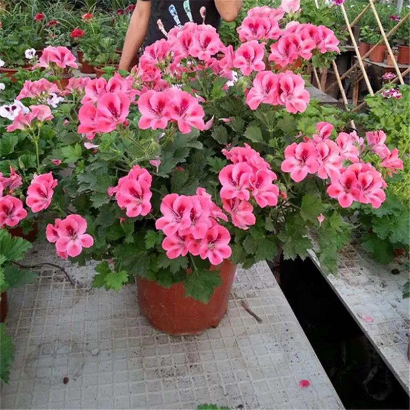 10种天竺葵,天竺葵100种图片大全