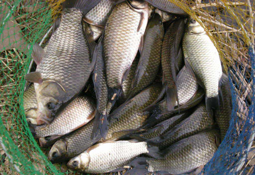 冬季野钓大板鲫自制饵料推荐,自制饵料大板鲫饵料配方
