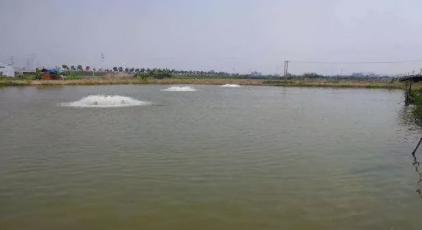 越冬期水霉病高发如何防控,冬天水霉病最佳治疗方法