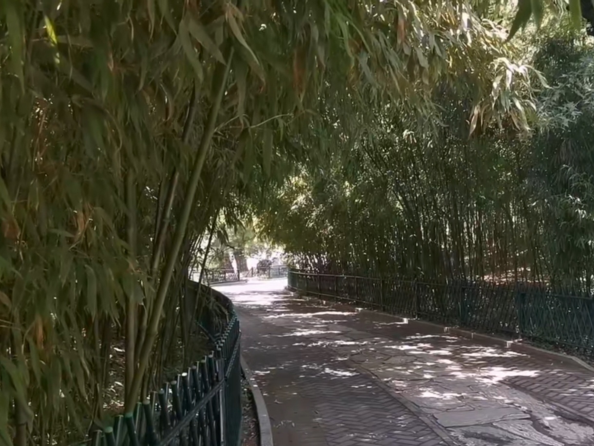 紫竹院公园湖边漫步随拍荷花美景,紫竹院公园荷花