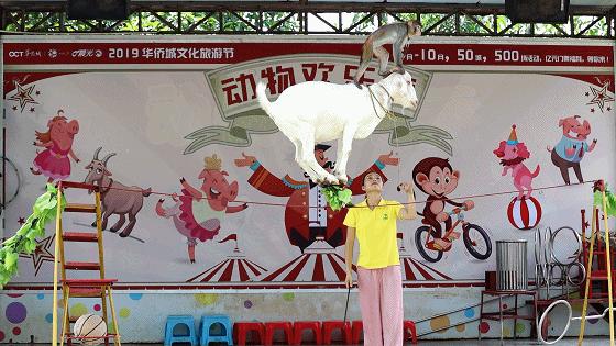 世界花卉大观园遛娃好去处,大观园遛娃攻略