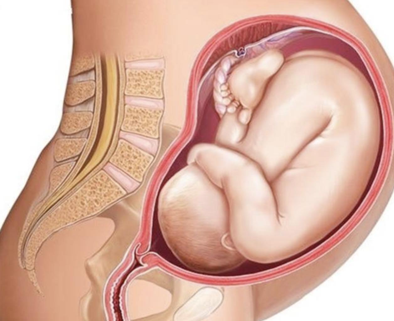 孕妈多少个月肚子才显大,孕妈的肚子又大又圆